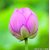 Rare imported  INDIAN VIOLET LOTUS FLOWER 10 SEEDS, Rare Seeds