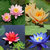 Rare 10 seeds 4 color mix Bowl Lotus Flower Seed water Aquatic Plants Nelumbo