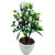 Artificial Plant With Pot - 5 Branched Bonsai Tree with Big Green leaves and White Flowers by Random
