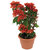 Harit Special - Beautiful Red Bougainvillea ( 1 Healthy Small Live Plant + Pot + Manure )
