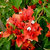 Harit Special - Beautiful Red Bougainvillea ( 1 Healthy Small Live Plant + Pot + Manure )
