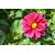 Avikalp Exclusive Premium flowers HD Poster AZOHP119