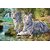 Avikalp Exclusive AZOHP2033 Animals White Tiger And Cubs Jungle Waterfall  Full HD Poster Latest Best New 3D Look Beautiful