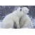 Avikalp Exclusive AZOHP2374 Animals Lying Around Two Polar Bears Full HD Poster Latest Best New 3D Look Beautiful