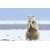 Avikalp Exclusive AZOHP2376 Animals Of Greenland White Polar Bear Heating Of Cold Feet Full HD Poster Latest Best New 3D Look Beautiful