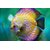 Avikalp Exclusive AZOHP2437 Beautiful Yellow Sea Fish Full HD Poster Latest Best New 3D Look Beautiful