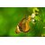 Avikalp Exclusive AZOHP2466 Butterfly Plain Tiger Full HD Poster Latest Best New 3D Look Beautiful
