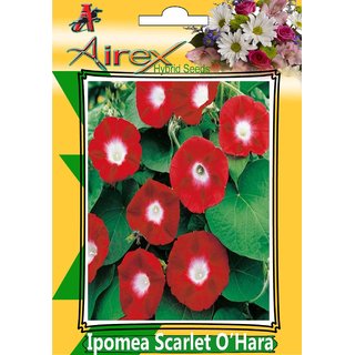 Ipomea Scarlet (Morning Glory) O Hara (Hybrid) Summer Flower Seed (Pack Of 25 Seed Per Packet)