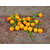 Primrose Gardens Imported Aji Charapita - Hot Pepper seeds 30 chilli seeds