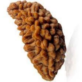 Buy Ek Mukhi Rudraksha One Face Rudraksha 1 Mukhi Rudraksh With Lab Certificate 100 Original Rudraksha Natural Online Get 41 Off Standard quality of ek mukhi rudraksha is offered by us at market leading cost. ek mukhi rudraksha one face rudraksha 1 mukhi rudraksh with lab certificate 100 original rudraksha natural
