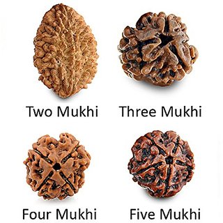 Buy Yuvi Shoppe Real 2 Mukhi 3 Mukhi 4 Mukhi And 5 Mukhi Rudraksha Bead Natural Rudraksha Bead Online Get 50 Off 3 mukhi rudraksha is directly associated with the 3 mukhi rudraksha planet and aids the native with reducing the negative effects from their lives. yuvi shoppe real 2 mukhi 3 mukhi 4 mukhi and 5 mukhi rudraksha bead natural rudraksha bead