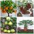 Bonsai Fruit Seeds Combo #2 -  Grapes Papaya Orange Guava Seeds Pack Multicolor