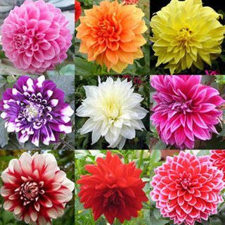 Buy Dahlia Flower Seeds Online @ ₹110 from ShopClues