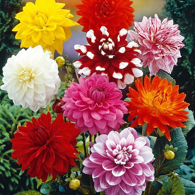 Buy Dahlia Flower Super Seeds Online Get 56 Off