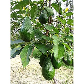 Pianta Di Avocado Lamb Hass - Cultivar Italiana A Maturazione Tardiva, Perfetta Per Frutti Burrosi E Seme Piccolo
