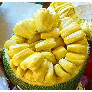 Buy All Season Fruit Plant Honey JackFruit Low Bearing Jackfruit 1 Live Plant Online @ ₹999 from ...