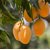Live Plant - Dwarf Alphonso mango  King Of Mango - Grafted and Hybrid Variety