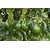 Rare Dwarf  Fuerte  Avocado Plant Persea americana 1 Healthy Live Plant