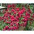Rare Grafted Climbing Rose Plant  Amadeus  Deep Red blooms 1 Live plant