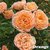 Rare Climbing Rose Live Plant Orange Color Rosa Multiflora Perennial Fragrant Flower 1 Healthy Live Plant