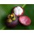 PURPLE Mangosteen ( Garcinia mangostana ) Fruit plant 1 healthy live plants