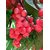 Dwarf Wax Apple Fruit Plant -Rose Apple Variety - Good Growing Wax Apple 1 Live Plant