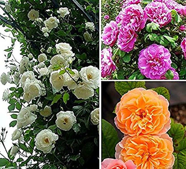 live climbing rose plant