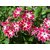 Phlox Drummondii Twinkle Mixed Flower Seeds For Home Garden Pack of 100 Seeds by AllThatGrows