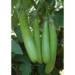 Green ChuChu Brinjal Premium Vegetables Seeds