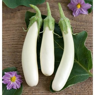 White ChuChu Brinjal Hybrid Exotic Seeds  For Kitchen Garden