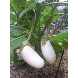 Seeds White Little Brinjal Peremium Hybrid Seeds For Kitchen Garden