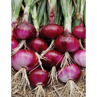 Red Onion Premium Exotic Seeds For Kitchen Garden