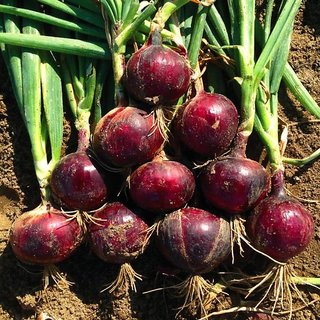 Red Onion Plus Quality Seeds For Kitchen Garden