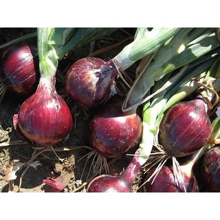 Seeds Red Onion 5x Quality Seeds For Kitchen Garden