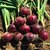 Dark Red Onion Multi-x Quality Seeds For Kitchen Garden