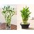 Lucky Bamboo seeds,potted balcony, planting is simple 40 SEEDS PACK