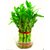 Lucky Bamboo Seeds For Home Garden, 40 Fresh Seeds, Free shipping, Quality Seeds