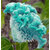 Futaba Celosia Cristata Perennial Flower Seeds - 100 Pcs - Sea Blue