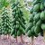 Hybrid Fruit Seeds - Little Dwarf Huge Production Thai Red Lady Papaya 20 Seeds