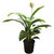 Going Greens Air Purifying Peace Lily / Spathiphyllum Plant Green with Black Pot