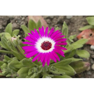 Buy Ice Plant Flower Super Quality Flowers Seeds Online Get 47 Off