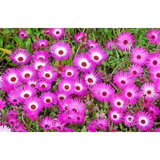 Buy Seeds Ice Plant Flower Super Quality Flowers Seeds Online Get 47 Off
