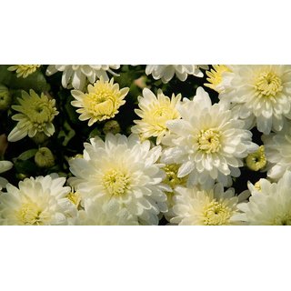 Chrysanthemum Flower Mixed Colour Quality Seeds for Home Garden