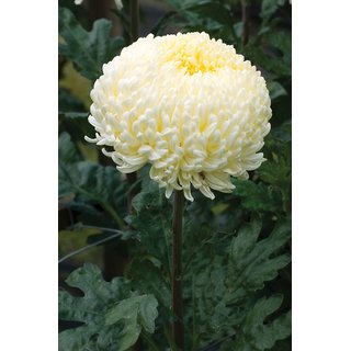 buy chrysanthemum flower mixed