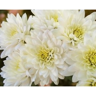 buy seeds chrysanthemum flower