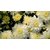 Chrysanthemum Flower Multi-Colour Super Quality Flowers Seeds