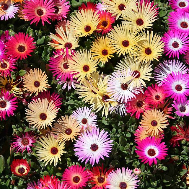 Buy Seeds Ice Plant Flower Seeds Online Get 47 Off