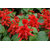 Seeds Beautifull Red Salvia Flower High Germination Flowers Seeds