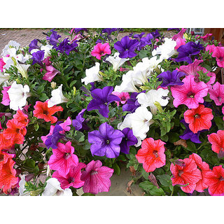 Petunia Flower All Need Seeds  For Home Garden