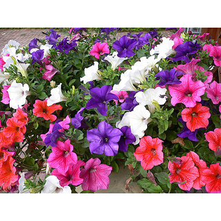 Wallpaper Buy Seeds Petunia Flower Multi Colour Super Flowers Seeds Online For Android Free